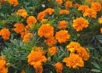 Час збирати насіння чорнобривців: як це зробити правильно, щоб не зіпсувати