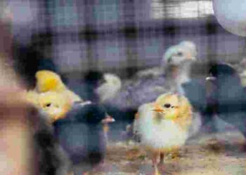 Агресія не без причини: чому курчата нападають одне на одного і дзьобають