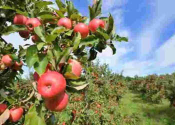 Підготуйте сад до осені: що обов’язково треба зробити в серпні для багатого врожаю