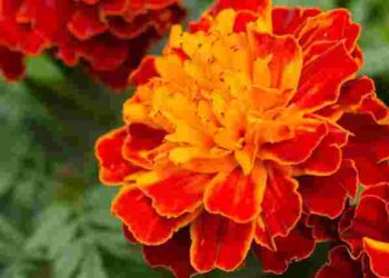 Не всі це витримають: що не варто садити поряд із чорнобривцями