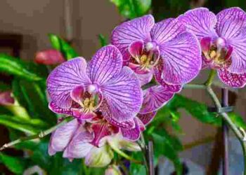 Лише одна помилка – і ваша орхідея загине: що не можна робити під час поливу