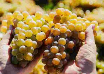 Виноград саме накопичує цукри: які добрива зроблять ягоди максимально солодкими