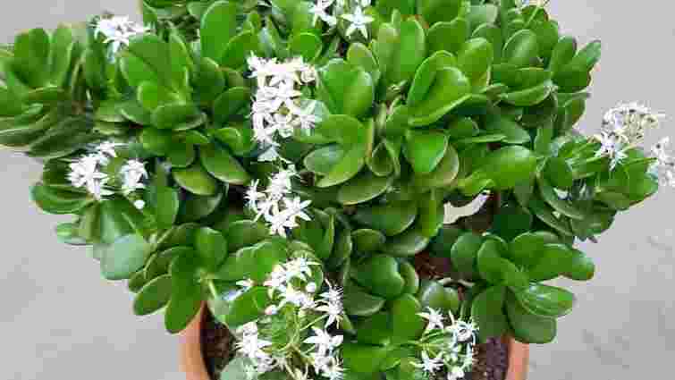 Місце сили: де найкраще поставити грошове дерево, щоб зберегти його енергетику