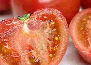 Простий спосіб зекономити: як самостійно зібрати насіння помідорів