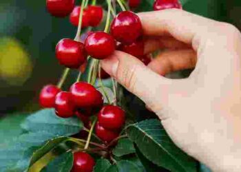 Можете втратити дерево: через яку хворобу вишня почала скидати листя