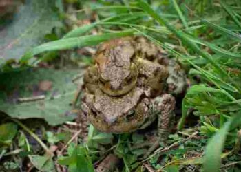 Не всі в захваті від таких сусідів: як позбутися жаб у дворі та на городі