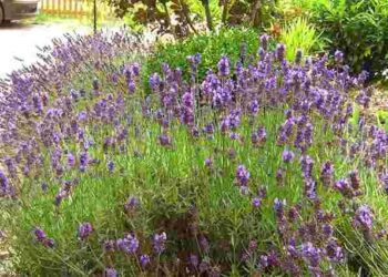 Рясне ароматне цвітіння лаванди забезпечено: що додати в ґрунт
