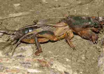 Вберегти врожай від ведмедки і хімікатів: ефективні народні методи боротьби