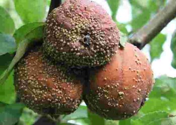 Не встигають дозріти і починають гнити: як врятувати груші