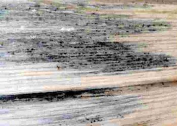 Потенційна загроза для здоровʼя: як відчистити деревʼяні поверхні від цвілі