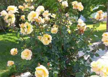 Останній шанс зміцнити троянди до осені: які добрива їм потрібні в серпні