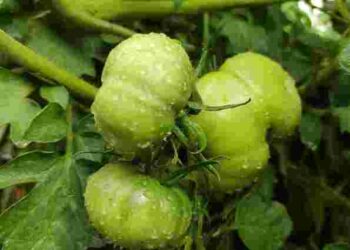 Що і коли садити та робити на городі у серпні: найкращі дні за посівним календарем у 2025 році