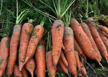 Ідеальна морква для серпневого посіву: які два сорти варто обрати
