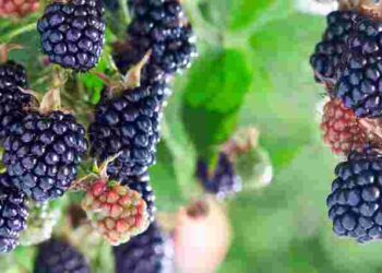 Відводки, нащадки чи живцювання: три найпростіші способи розмножити ожину