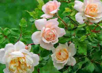 Цвістимуть до зими: чим підживити троянди для підтримки росту