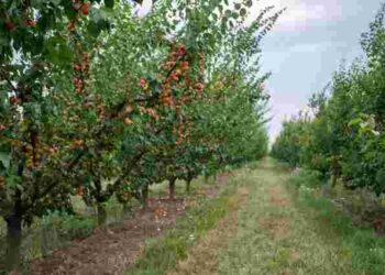 Час оновити сад: які плодові дерева посадити зараз, щоб встигли прижитися до зими