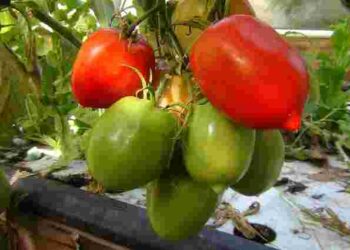 Дешево і дієво: як лимонна кислота підсилить ріст і смак помідорів