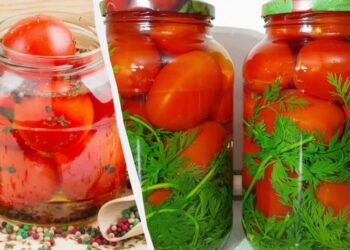 Квашені помідори “Старовинні” не відрізнити від бочкових: з’їдаємо разом із розсолом