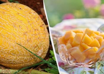 Названо стовідсоткову ознаку солодкої дині: є тільки у найстигліших плодів