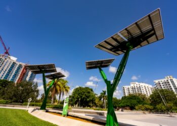 Сонячні дерева виробляють електрику та зберігають ліси від вирубання