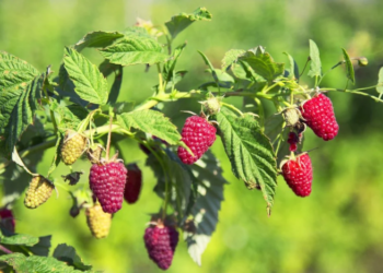 Срежьте эти листья прямо сейчас – и получите запас ароматного чая: как это делать правильно