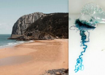 В Іспанії закрили деякі пляжі через морських істот, які вжалили понад 30 осіб