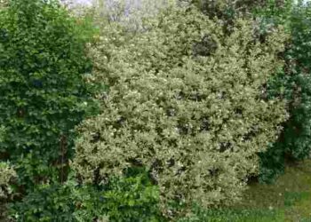 Мальовничий зелений куточок: 6 рослин, які варто посадити в затінку біля паркану