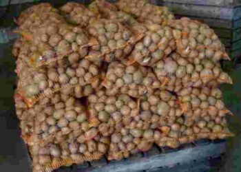 Картопля почала псуватися ще до початку зими: що ви зробили не так після збору врожаю