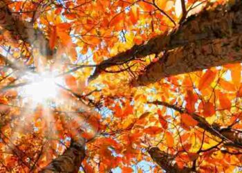 Обов’язково встигніть зробити це до осіннього рівнодення: 7 завдань на городі і в саду