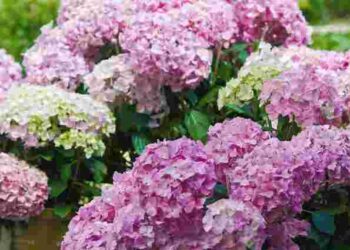 Гортензії зацвітуть ще рясніше після зими: що варто додати в ґрунт вже зараз