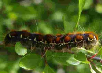 Врятуйте сад від інфекцій та шкідників: чим треба обробити дерева восени