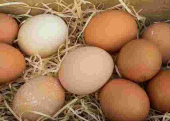 У чому різниця між білими та коричневими яйцями: чи існує відмінність
