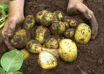 Подбайте про відновлення ґрунту зараз: що робити з грядкою після викопаної картоплі