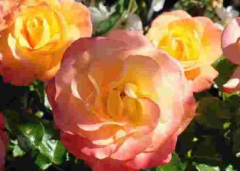 Без цього ваші троянди не зацвітуть наступного року: чим треба підживити кущі восени