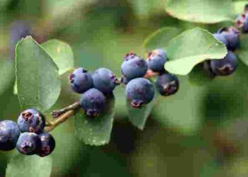 Ягідні кущі для вересневої посадки: встигніть їх висадити до морозів