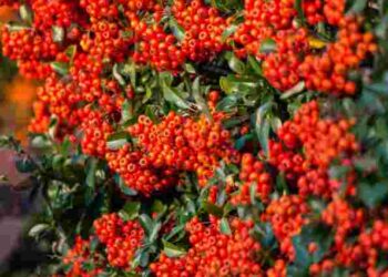 Живопліт без зайвих клопотів: 5 рослин, які ростуть самі по собі