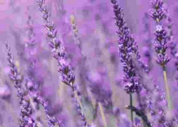 Що не можна робити з лавандою: три поширені помилки під час догляду