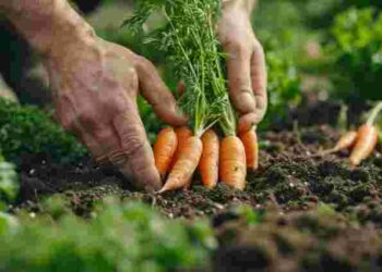 Буде зберігатися максимально довго: коли найкраще викопувати моркву у 2025 році