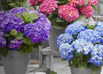 Гортензію можна виростити навіть у горщику: як її успішно посадити восени