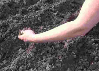 Вітаміни з ранньої весни: що і коли можна сіяти під зиму, щоб отримати урожай раніше