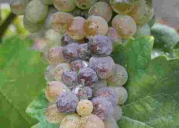 Ягоди вʼянуть та опадають за лічені дні: як захистити виноград від сірої гнилі