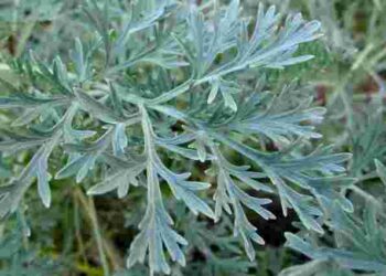 Захист без хімікатів: яка одна рослина віджене мишей з городу та погребу