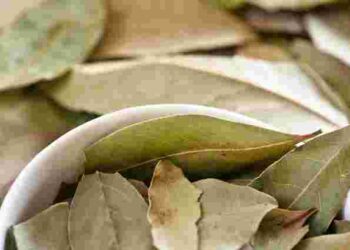 Захист помідорів без хімікатів: як лавровий лист і каркаде допоможуть позбутися фітофтори