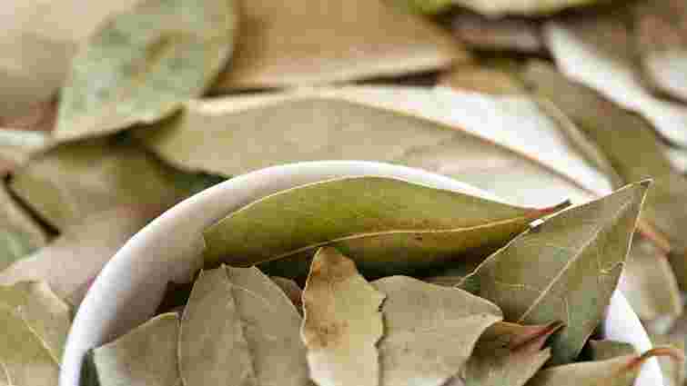 Захист помідорів без хімікатів: як лавровий лист і каркаде допоможуть позбутися фітофтори