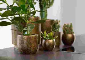 Стійкі і невибагливі: які кімнатні рослини виживуть у темній кімнаті