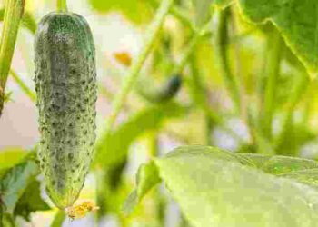 Ґрунт уже виснажений: чим підживити огірки у вересні для рясного врожаю
