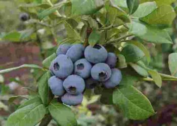 Готуватися до наступного сезону потрібно вже: як доглядати лохину восени