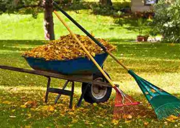 Найкращий місяць для висадки кущів, дерев і квітів: посівний календар на жовтень 2025 року