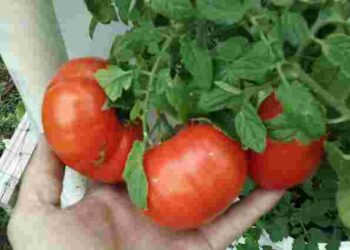 Помідори гниють ще на грядці: як подовжити їх дозрівання до середини жовтня