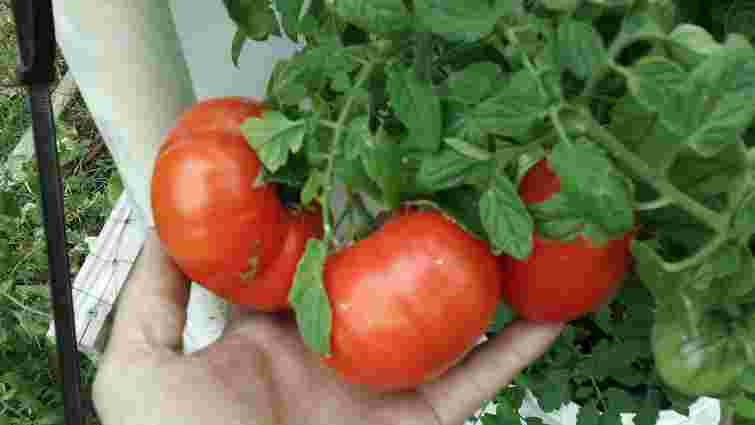 Помідори гниють ще на грядці: як подовжити їх дозрівання до середини жовтня